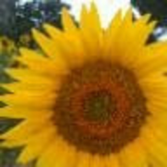 Meet your Posher, Lizabeth - Picture 1 of 1